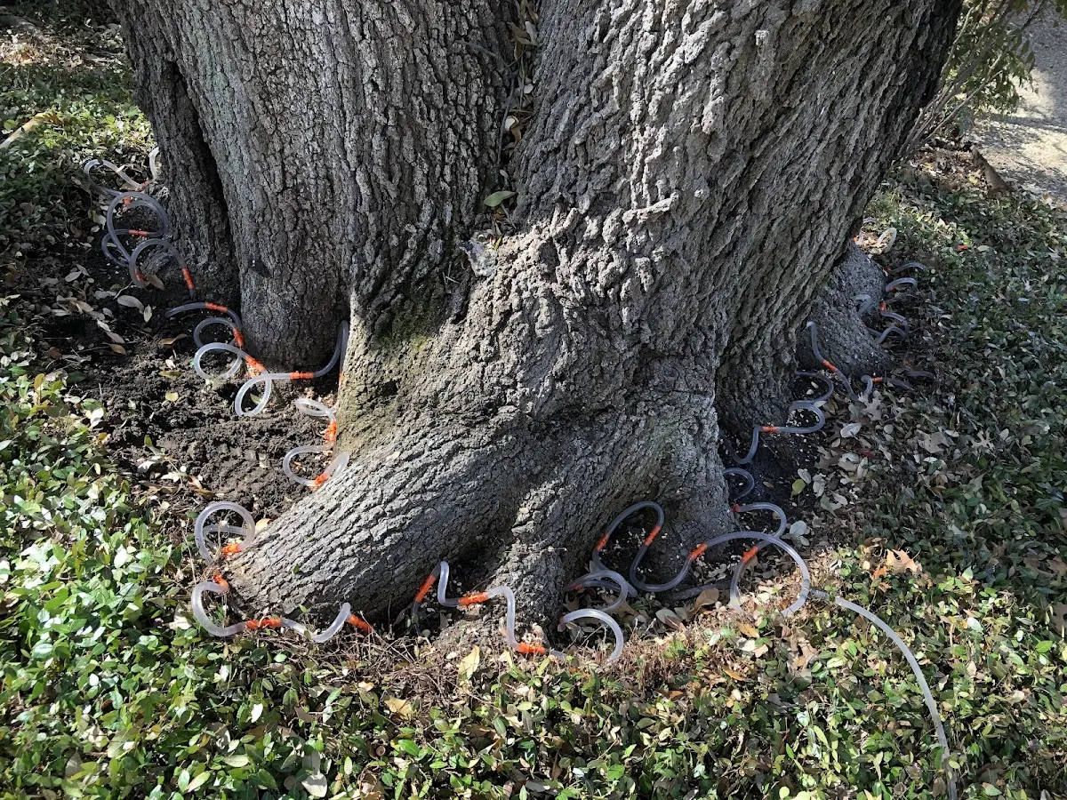 Detailed Tree Cabling and Bracing job site in Healdton
