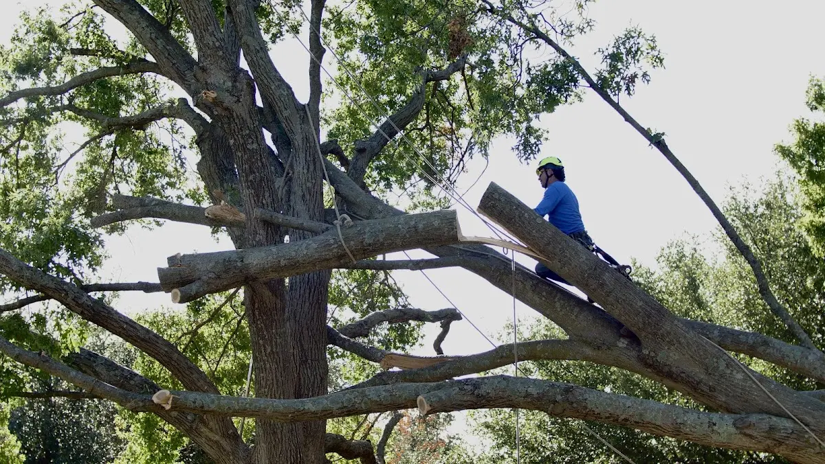 Professional Hazardous Tree Removal performed by certified arborists in Healdton