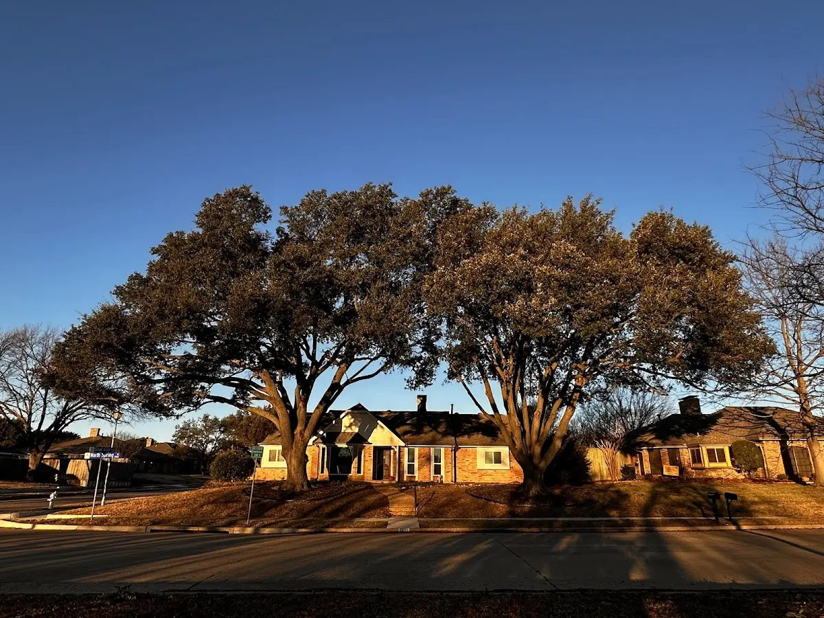 Established residential canopy tree shading a home in Healdton